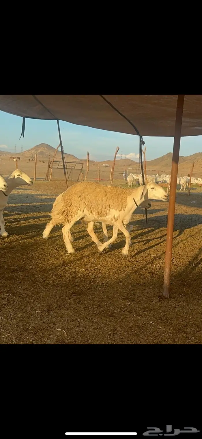 غنم حرية الوبره الملكيه صنف وجرم 62 بفحلين 11