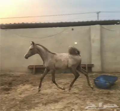 مهره واهو عربية اصيلة 1