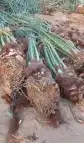 فسائل مثمرة للبيع 3
