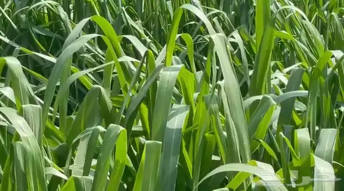 شتلات بونيكام اسباني كبير التوصيل مجانا 0