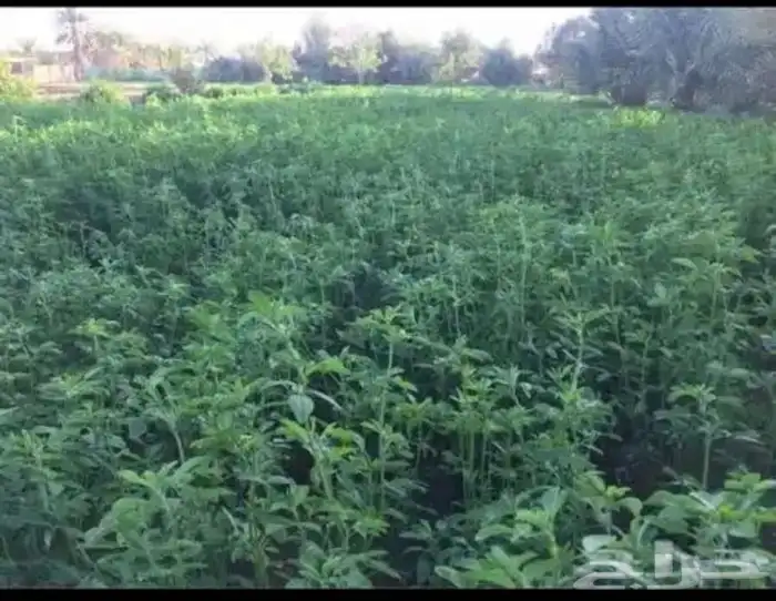 بذور برسيم حساوي 1