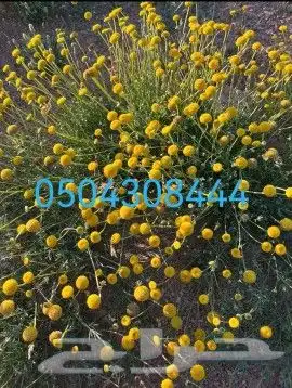 بذوز برية جملة بالكيلو وتفريد موجودة في مشتل الفجر شرق بريدة 2