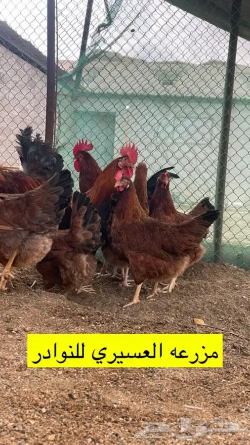 بيض فرنسي احمر مخصب فقاسات ( سلاله نقيه ) 1