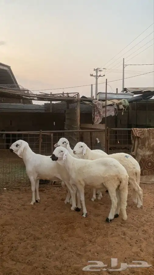 خرفان سواكن 0