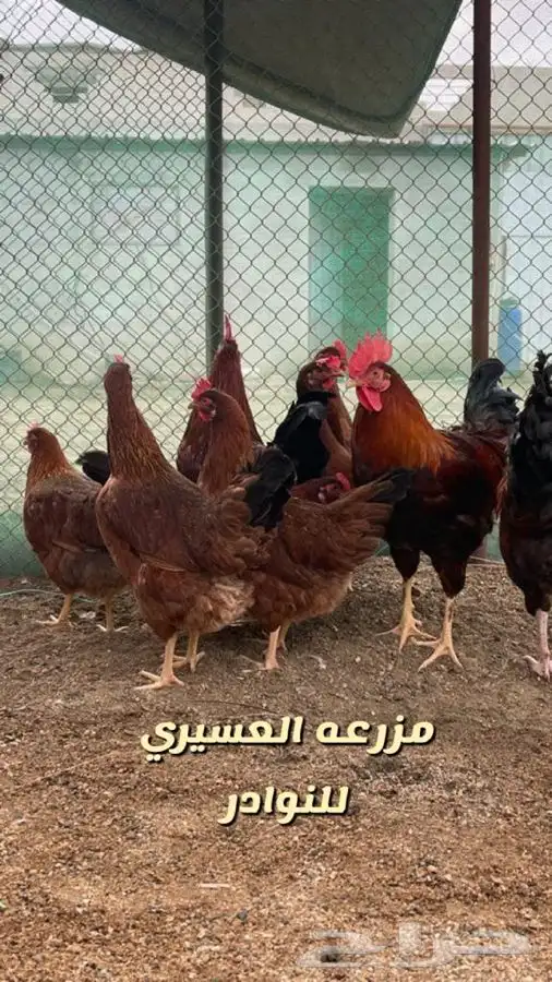 بيض فرنسي احمر مخصب فقاسات ( سلاله نقيه ) 4