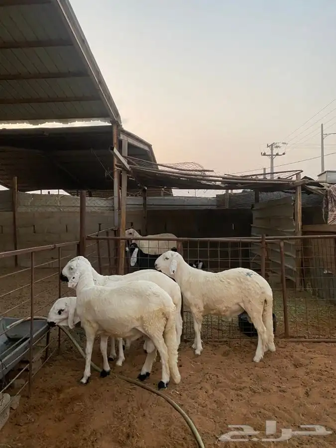 خرفان سواكن 1