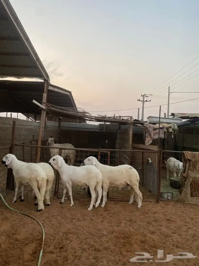 خرفان سواكن 2