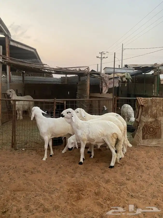 خرفان سواكن 6