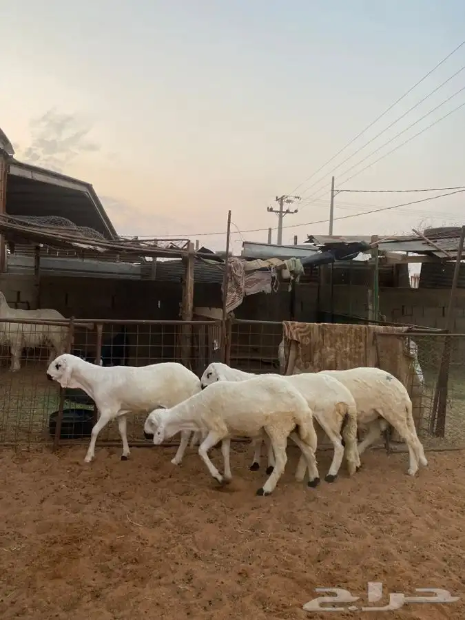 خرفان سواكن 5