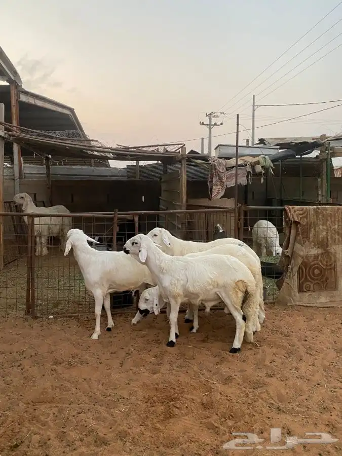 خرفان سواكن 3