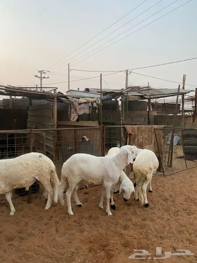 خرفان سواكن 4