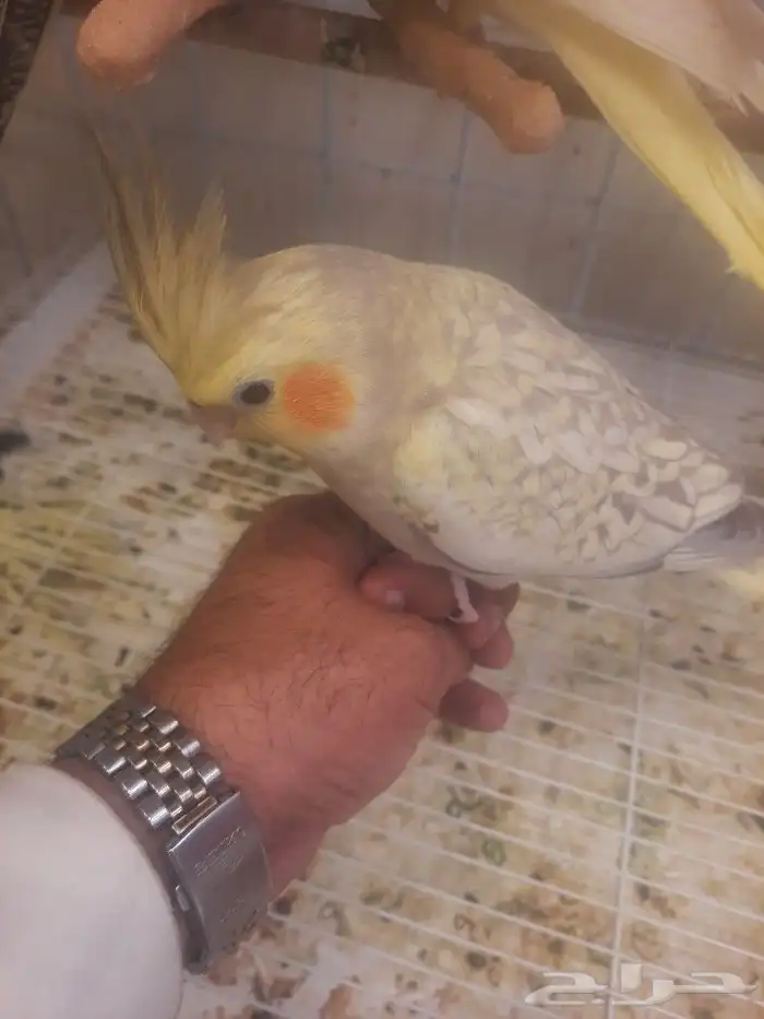 كروان اليف وروز اليف 1