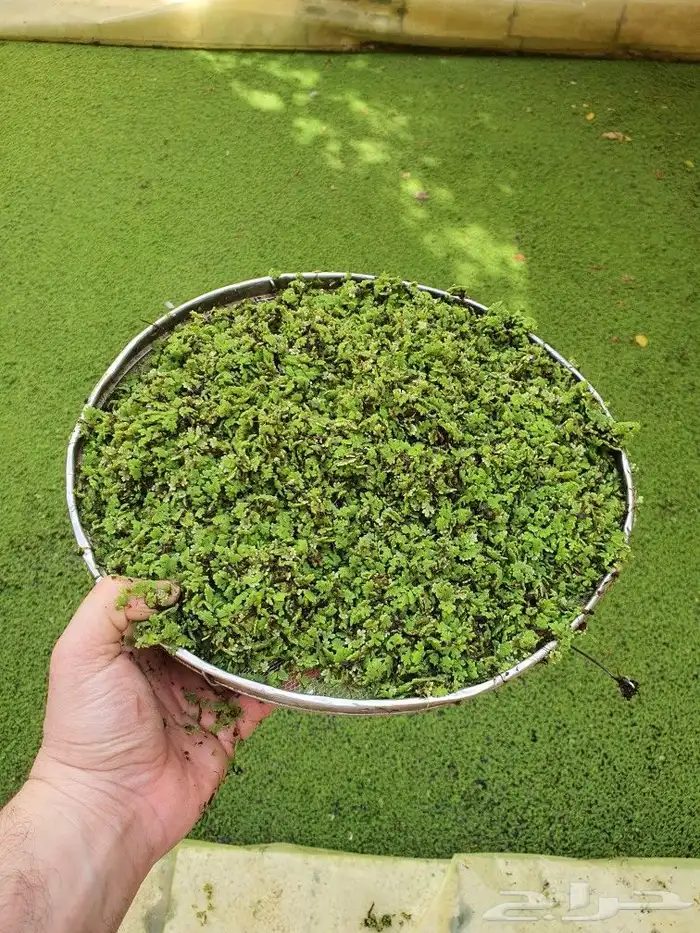 ازولا (الذهب الاخضر) 2