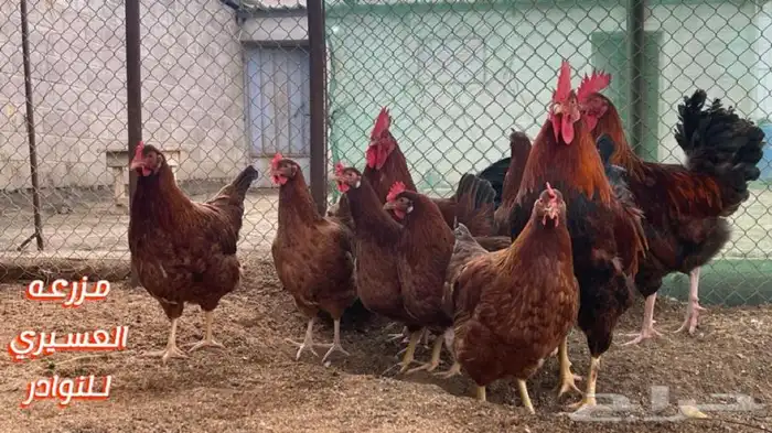 بيض فرنسي احمر مخصب فقاسات ( سلاله نقيه ) 2