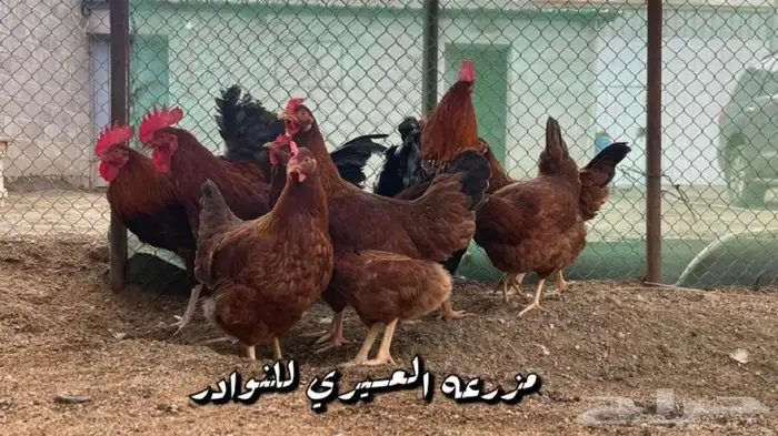 بيض فرنسي احمر مخصب فقاسات ( سلاله نقيه ) 3