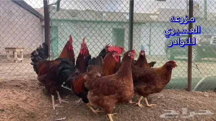 بيض فرنسي احمر مخصب فقاسات ( سلاله نقيه ) 0