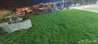 ثيل طبيعي c2000 نجيله طبيعي 5