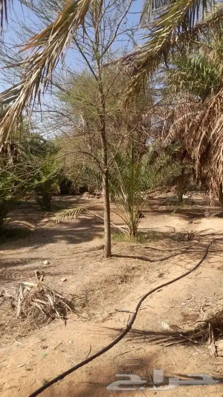 متوفر لدينا طلح وسدر لانحاء المملكه 0