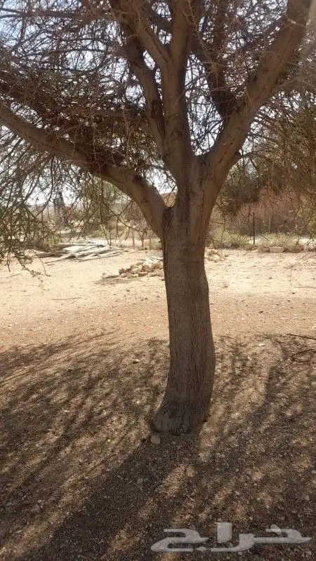 متوفر لدينا طلح وسدر لانحاء المملكه 2
