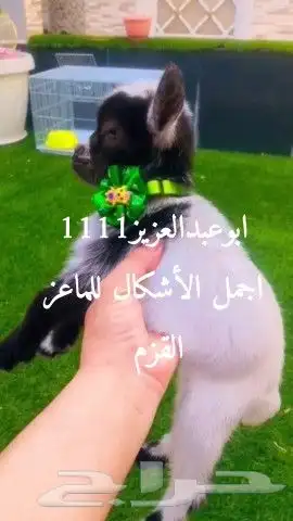 ماعز قزم اجمل الأشكال متوفره مع ملحقاتها 0
