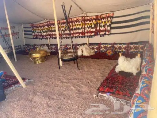 بيت شعر شمالي بدوي _ بيت القطبة 4