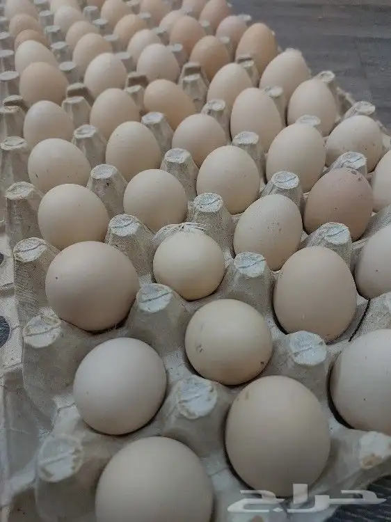 بيض بلدي مزارع تجميع يومي 1