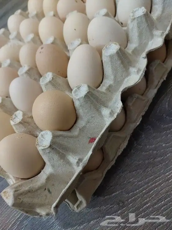 بيض بلدي مزارع تجميع يومي 6