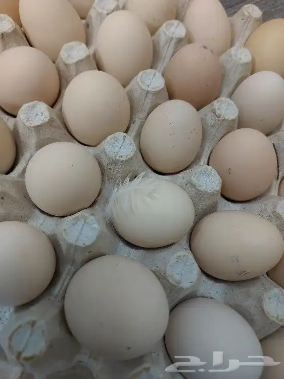 بيض بلدي مزارع تجميع يومي 2