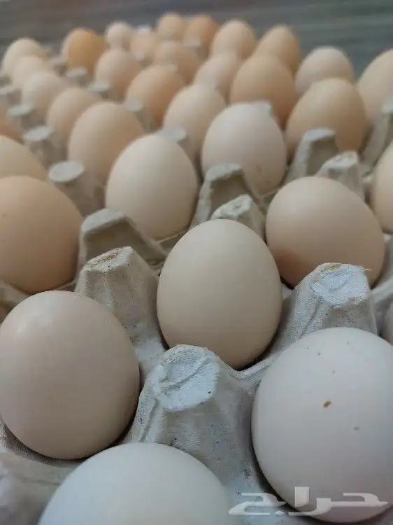 بيض بلدي مزارع تجميع يومي 3