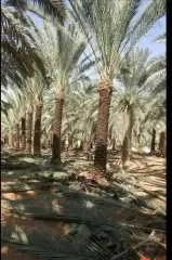 جميع انواع انخيل 8