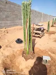 فسائل مثمرة للبيع جميع الانواع والأحجام 3