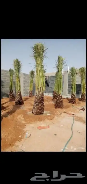 جميع انواع انخيل 1
