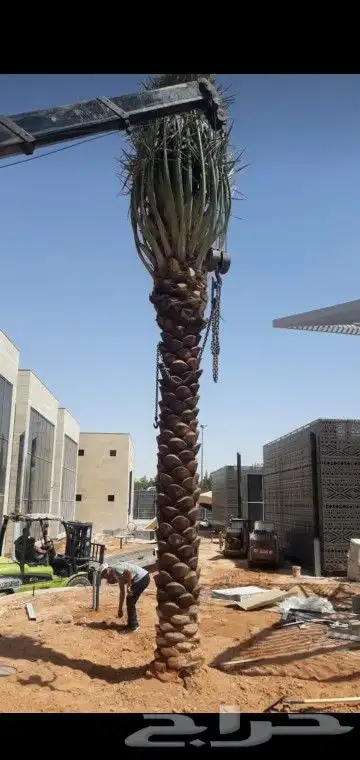 جميع انواع انخيل 3