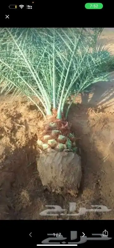 جميع انواع انخيل 7