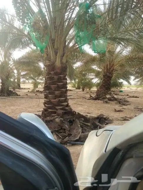 جميع انواع انخيل 6