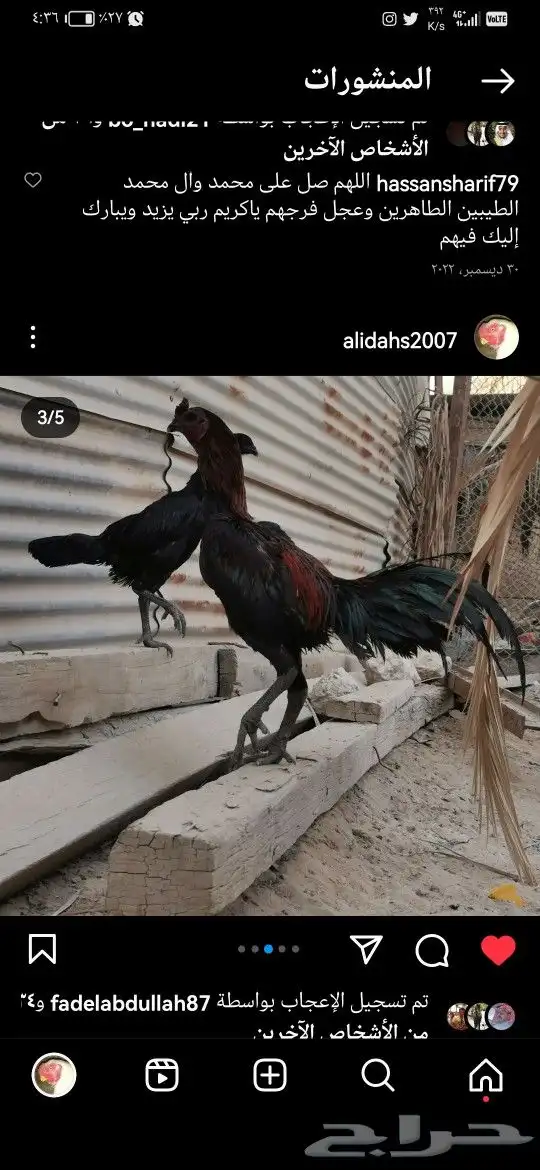 دجاج دغم تايلاندي ودجاج فارسي للبيع من الانتاج 5