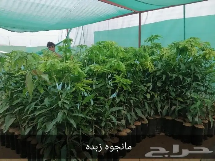 مشاتل جازان أبو عريش للمانجوه وجميع الورود والفواكه 0