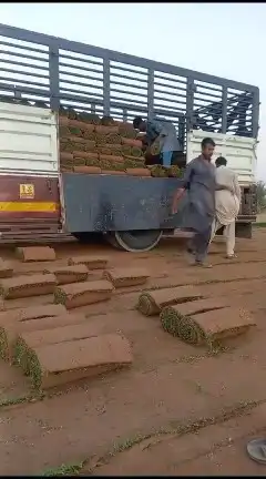 ثيل طبيعي c2000 0