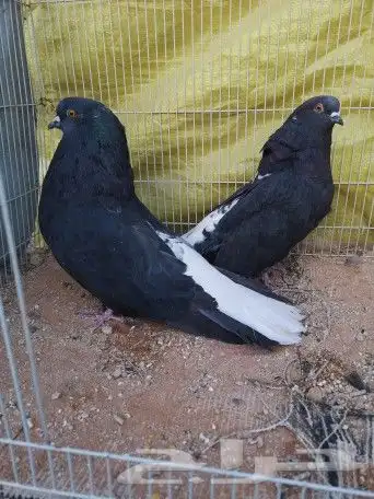 سكاي كتر اوكراني 12