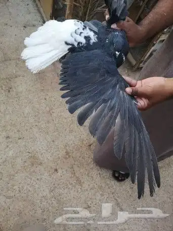 سكاي كتر اوكراني 6