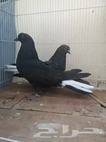 سكاي كتر اوكراني 14