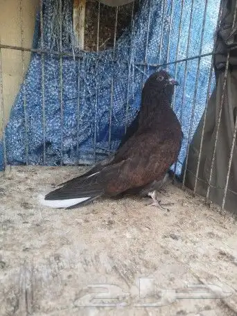 سكاي كتر اوكراني 5