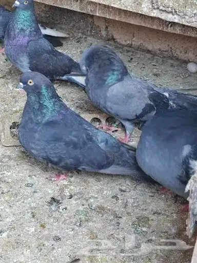 سكاي كتر اوكراني 8