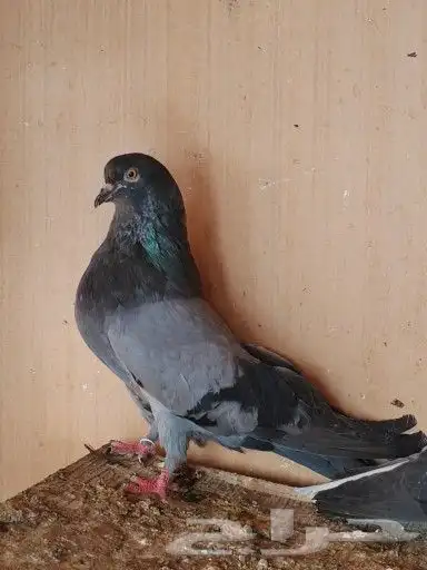 سكاي كتر اوكراني 0