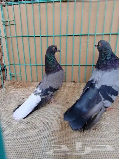 سكاي كتر اوكراني 10