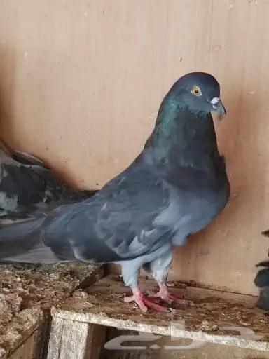 سكاي كتر اوكراني 1