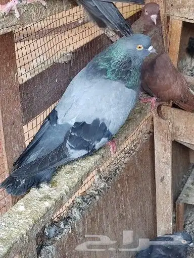 سكاي كتر اوكراني 7