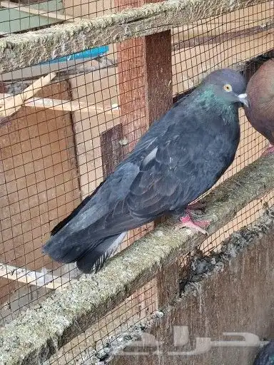 سكاي كتر اوكراني 9