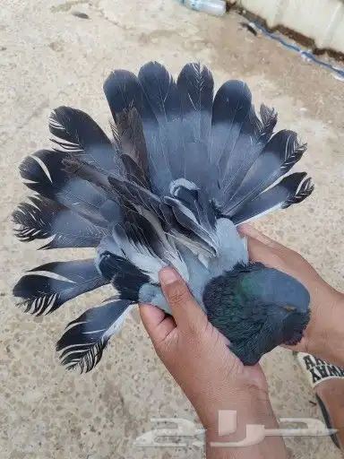 سكاي كتر اوكراني 11