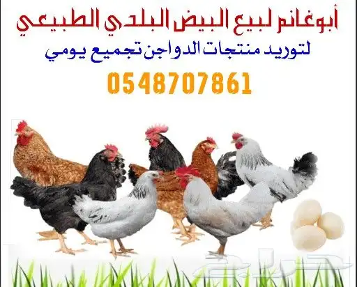 بيض بلدي تغذية وتربية طبيعية 0